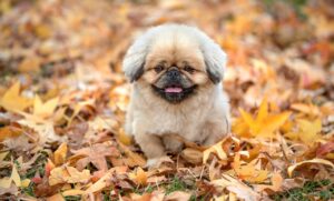 旅館業法改正に伴う空き家活用の新たな可能性とは？